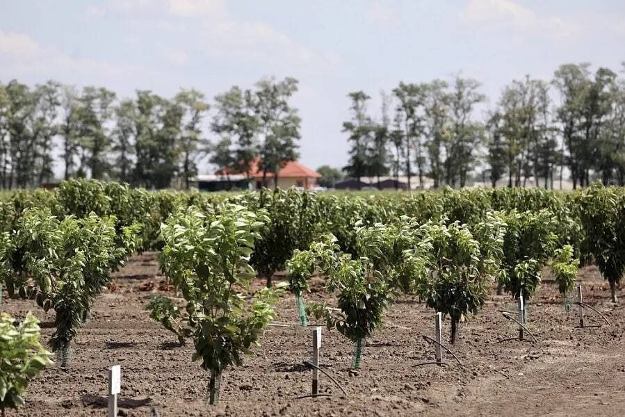В 2023 году на Кубани объем субсидий на закладку молодых садов превысит 1 млрд рублей
