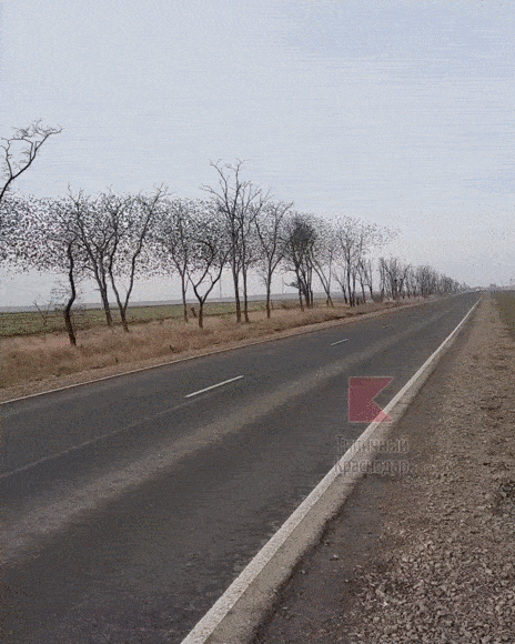 На Кубани птицы устроили в небе настоящее представление На Кубани птицы устроили в небе настоящее представление