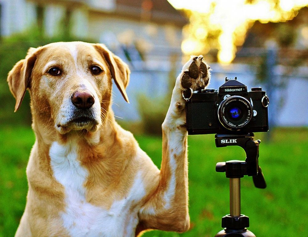 В Усть-Лабинске проходит фотоконкурс «Мой питомец не с этой планеты»