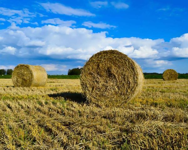 В Усть-Лабинском районе началась заготовка сена и сенажа
