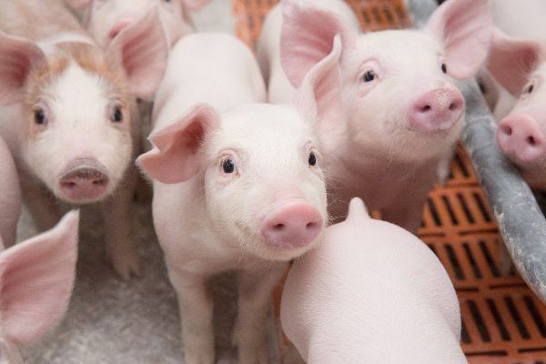 Больше поросят - больше мяса: почти на три тысячи голов перевыполняют план животноводы «Рассвета» Больше поросят - больше мяса: почти на три тысячи голов перевыполняют план животноводы «Рассвета»
