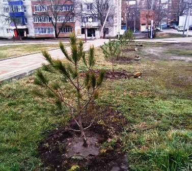 В ГЛАВНОМ СКВЕРЕ ПОЯВИЛИСЬ КРЫМСКИЕ СОСНЫ
