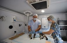 В Усть-Лабинске провели бесплатную стерилизацию домашних животных