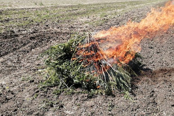 Рейды по уничтожению дикорастущей конопли продолжаются в Усть-Лабинске