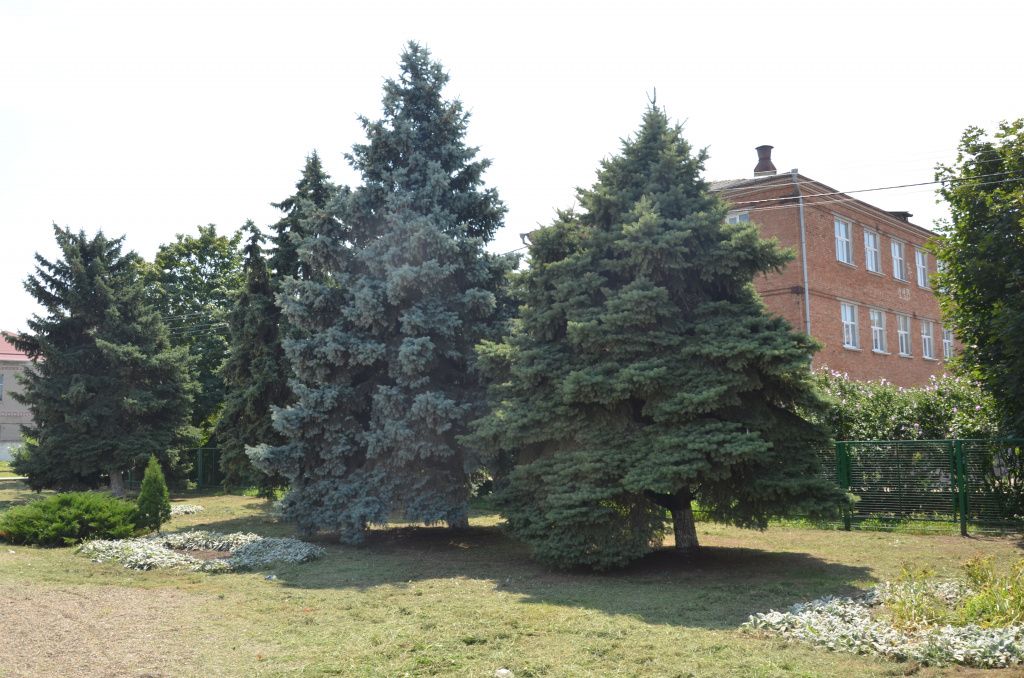 Ели возле школы.JPG
