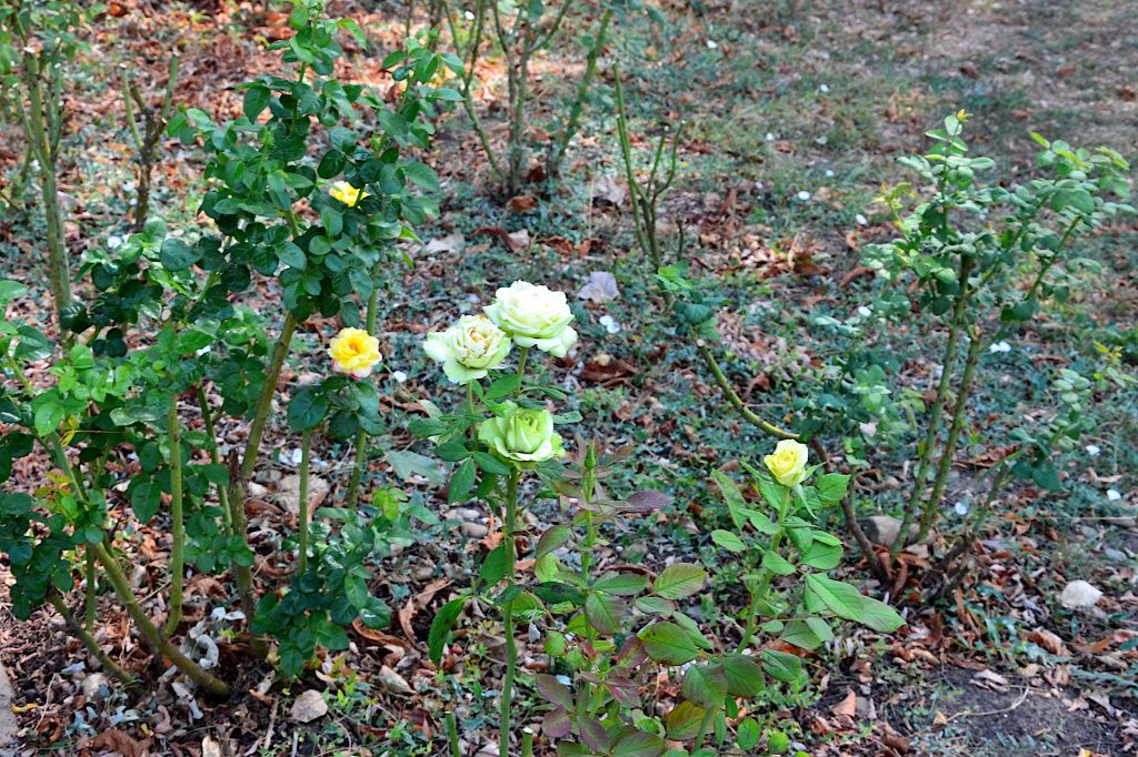Розы.JPG