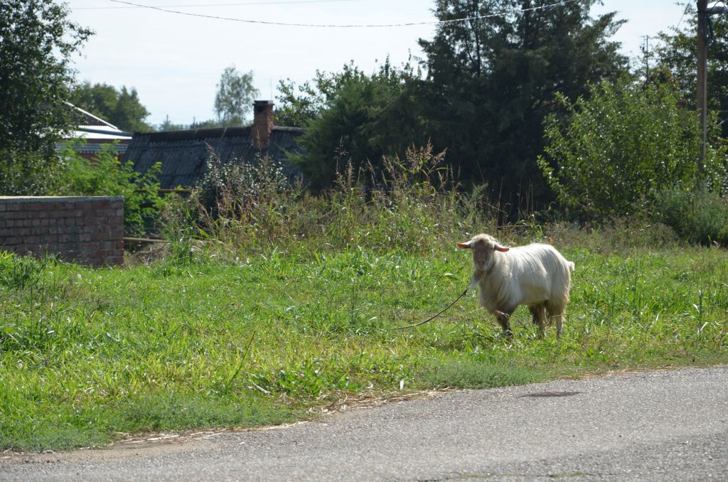 DSC_9277.JPG