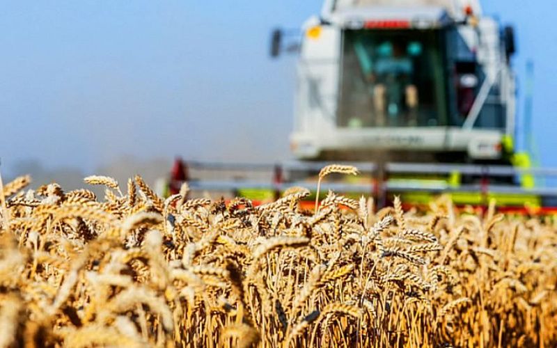 На Кубани завершена уборка урожая На Кубани завершена уборка урожая