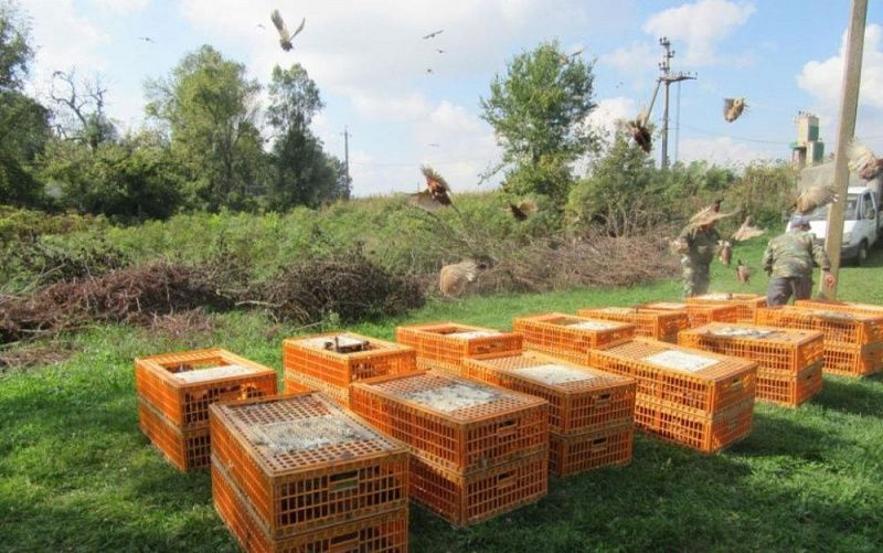 На Кубани в места естественного обитания выпустили 5 тысяч фазанов На Кубани в места естественного обитания выпустили 5 тысяч фазанов