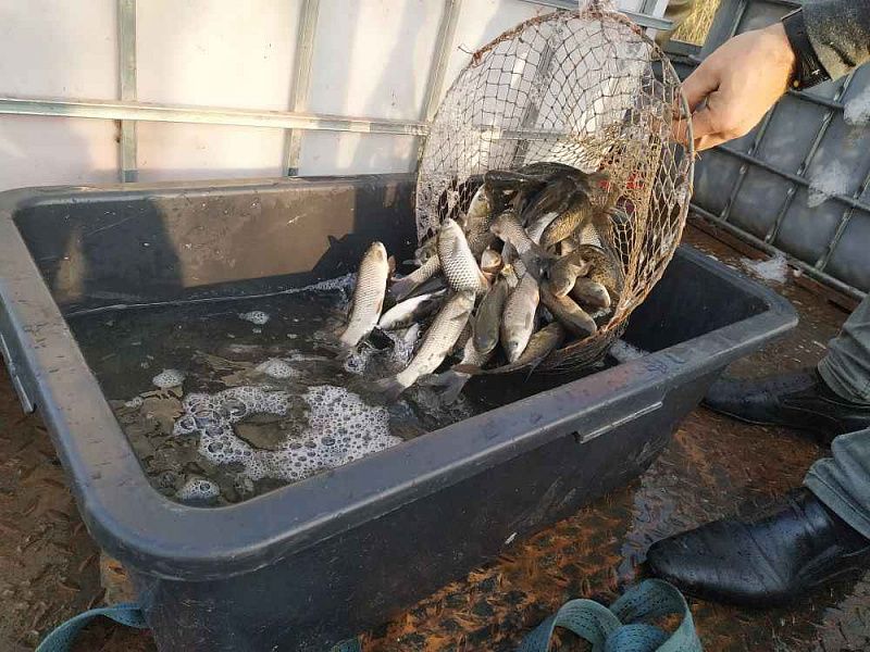 В озеро Копытко выпустили 300 кг мальков белого амура В озеро Копытко выпустили 300 кг мальков белого амура