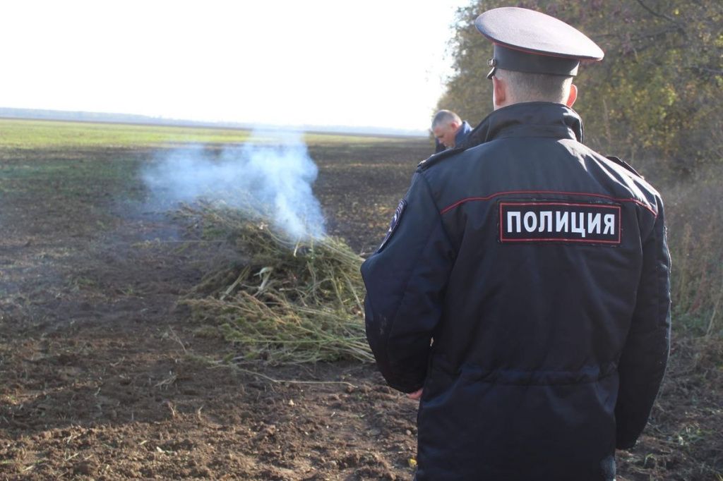 В Усть-Лабинске сожгли более 700 кустов конопли. 