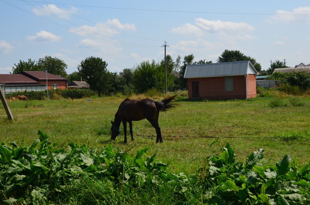 DSC_8690.JPG