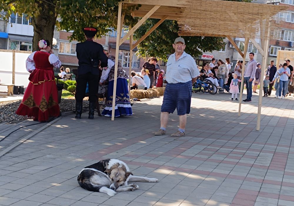 собака.jpg