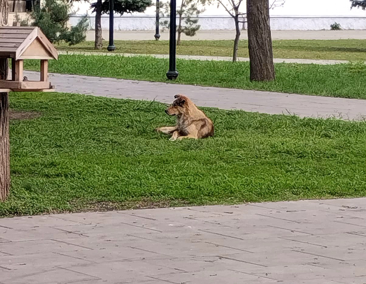 Фото зооволонтёров