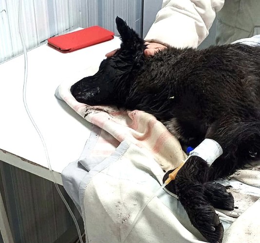 пёс Фарт на капельнице в ветклинике Усть-Лабинска