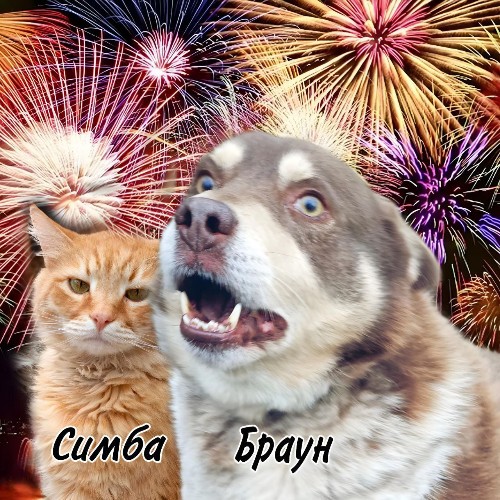 Кот и собака на фоне фейерверков