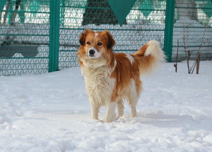 Собака на снегу