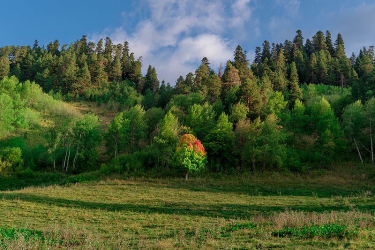 Лес