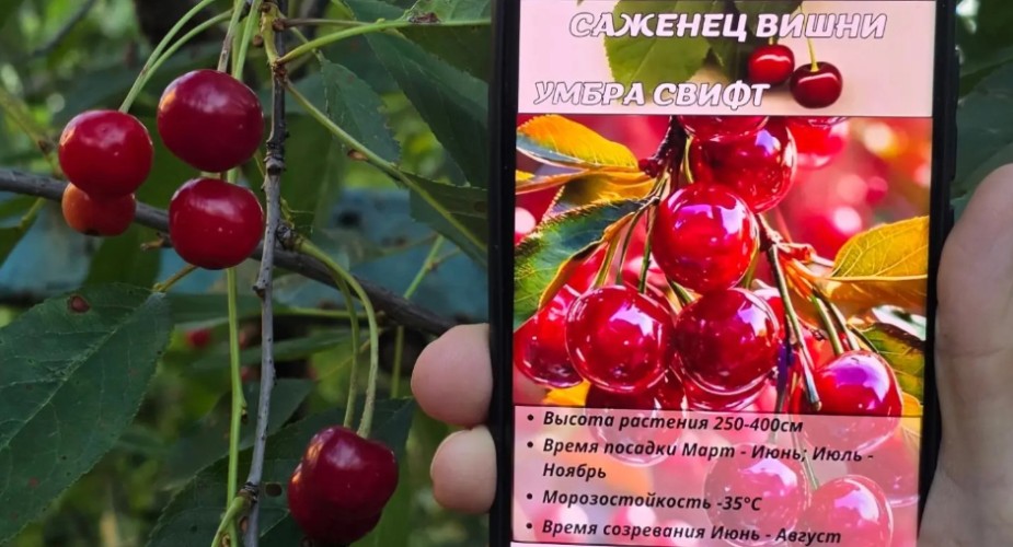 Саженец вишни