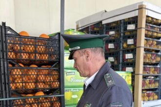 мандарины