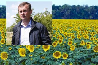 Андрей Коробка и подсолнухи
