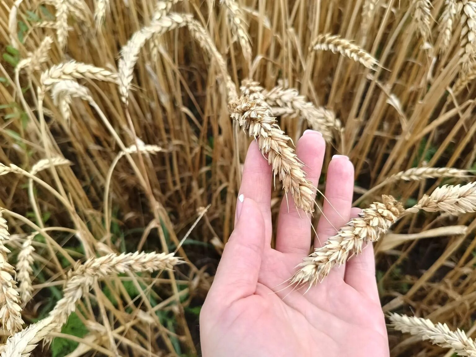 Пшеница